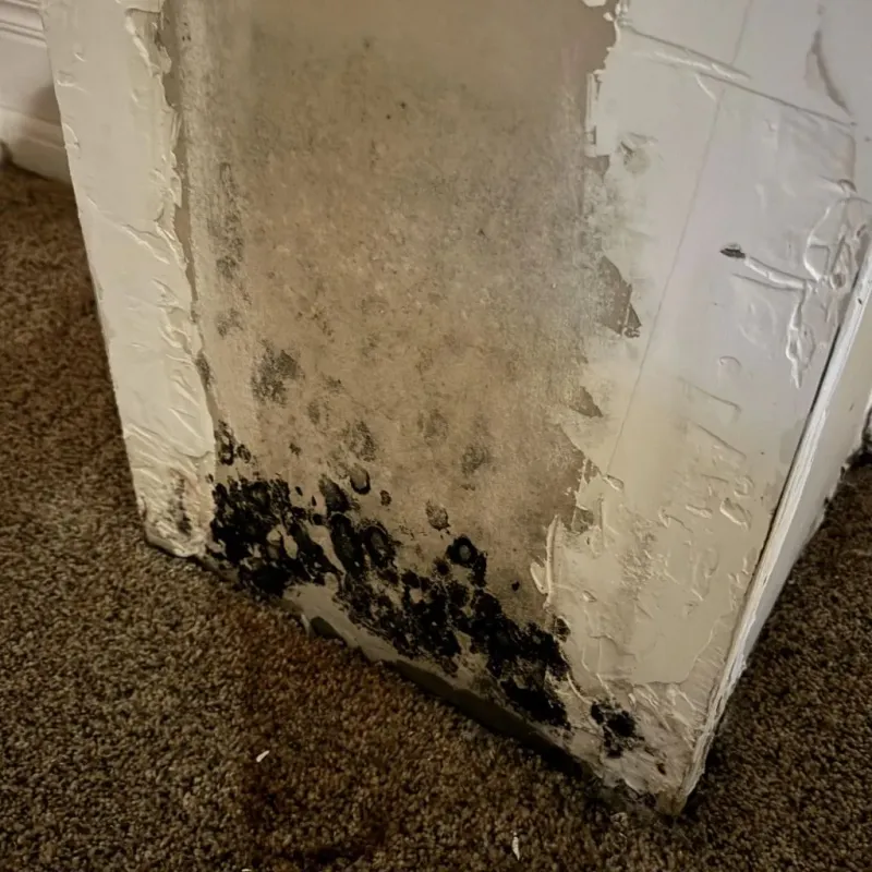 Professional Mold Removal in Dardanelle, AR